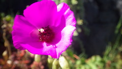 Cistanthe grandiflora