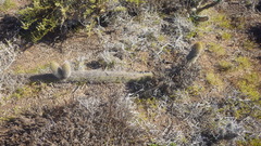 Trichocereus chiloensis litoralis
