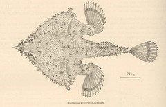 Spearnose Seabat photo 2