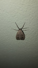 Agaraea nigrostriata