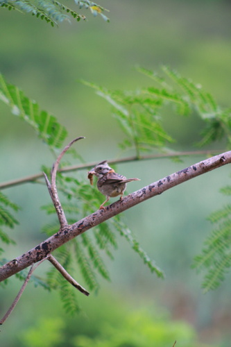 Rufous-collared Sparrow