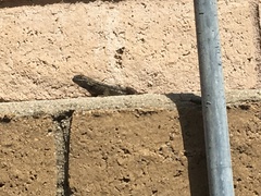 Sceloporus occidentalis