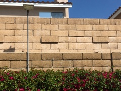 Sceloporus occidentalis