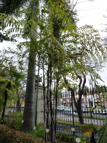 Caryota cumingii iNat (1)