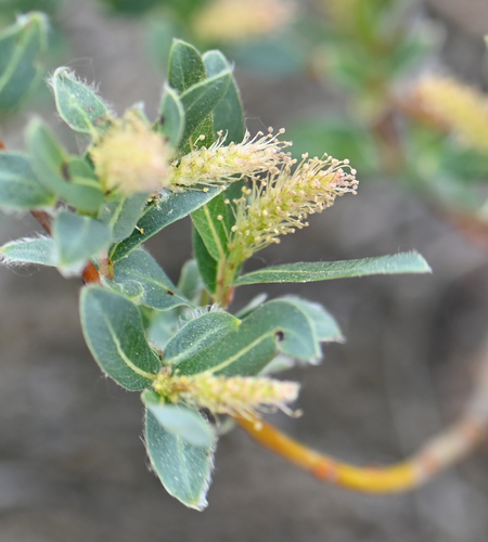 bog willow (Salix pedicellaris)