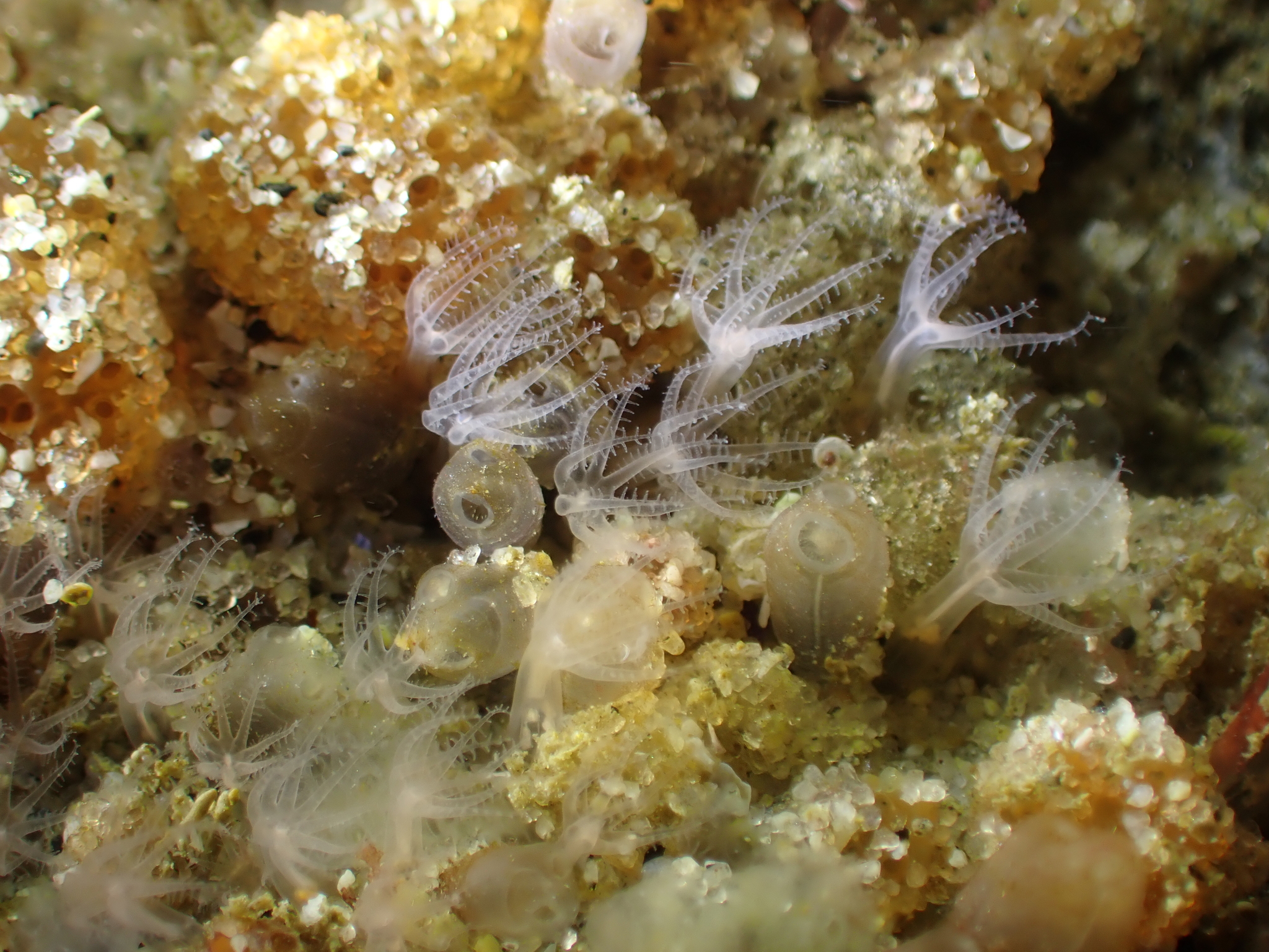 Euherdmania claviformis (Ritter, 1903)