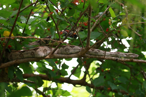 Boa Constrictor