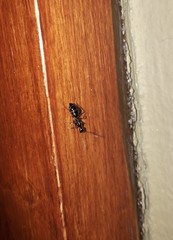 Camponotus sexguttatus