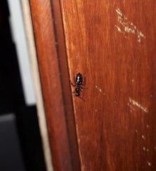 Camponotus sexguttatus