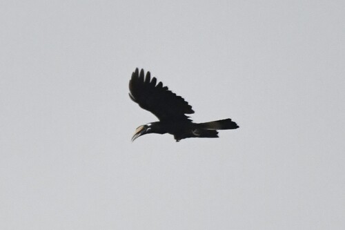 Bushy-crested Hornbill (Anorrhinus galeritus), photo 4
