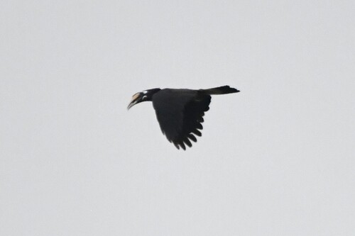Bushy-crested Hornbill (Anorrhinus galeritus), photo 5