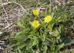 Taraxacum platycarpum longeappendiculatum
