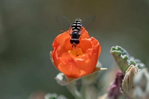 Unknown species found near California City, CA, USA
