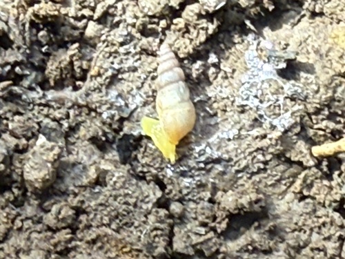Allopeas clavulinum observed 2026-03-24