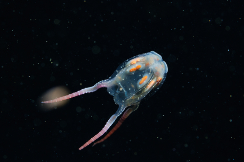 Copula sivickisi observed 2026-03-24
