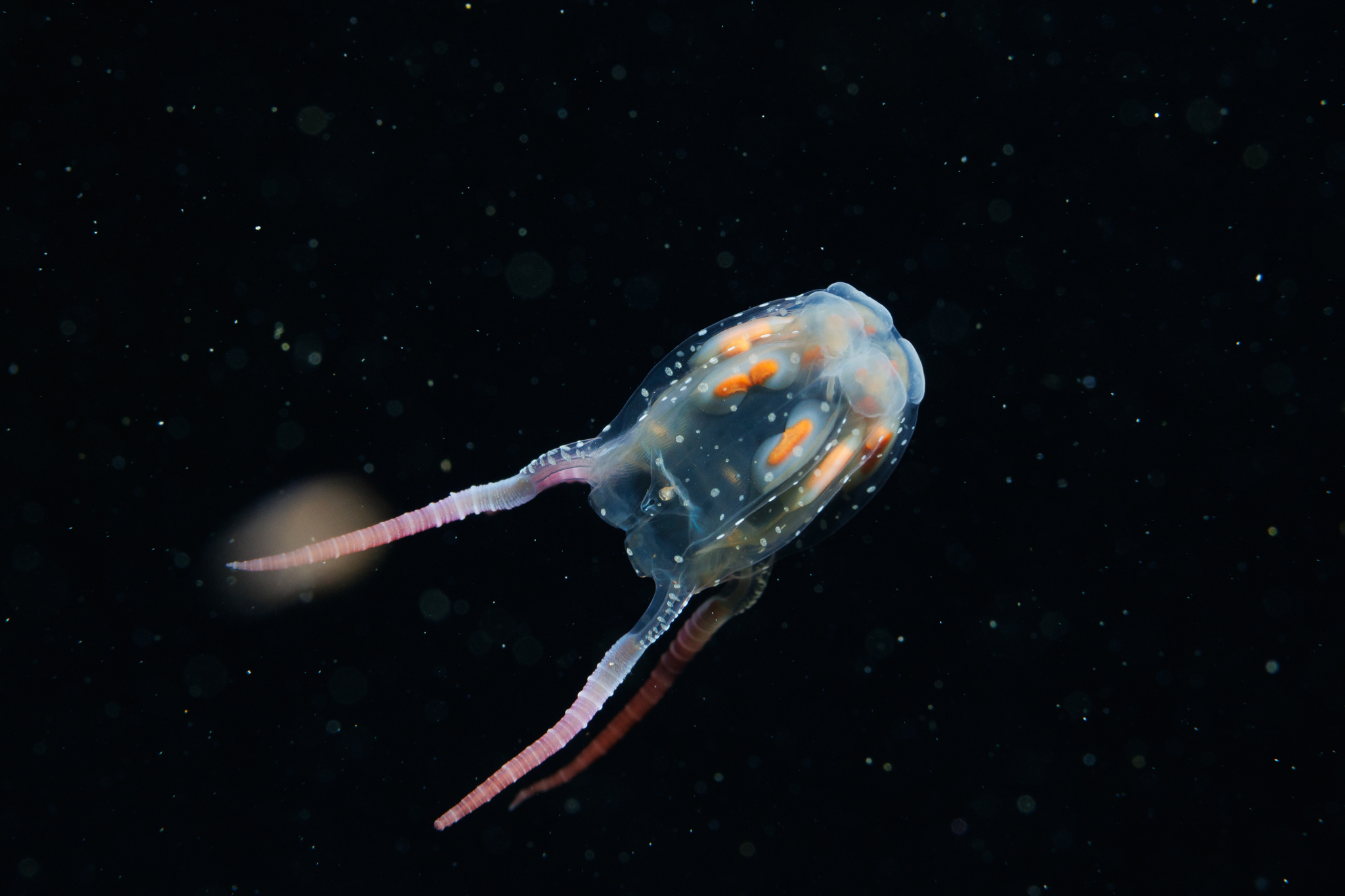 Copula sivickisi (Stiasny, 1926)