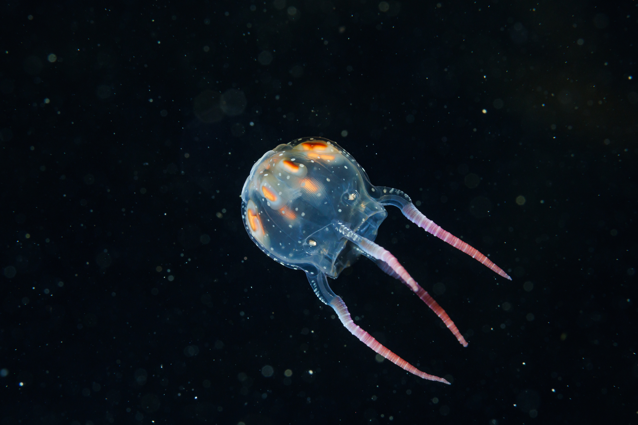 Copula sivickisi (Stiasny, 1926)