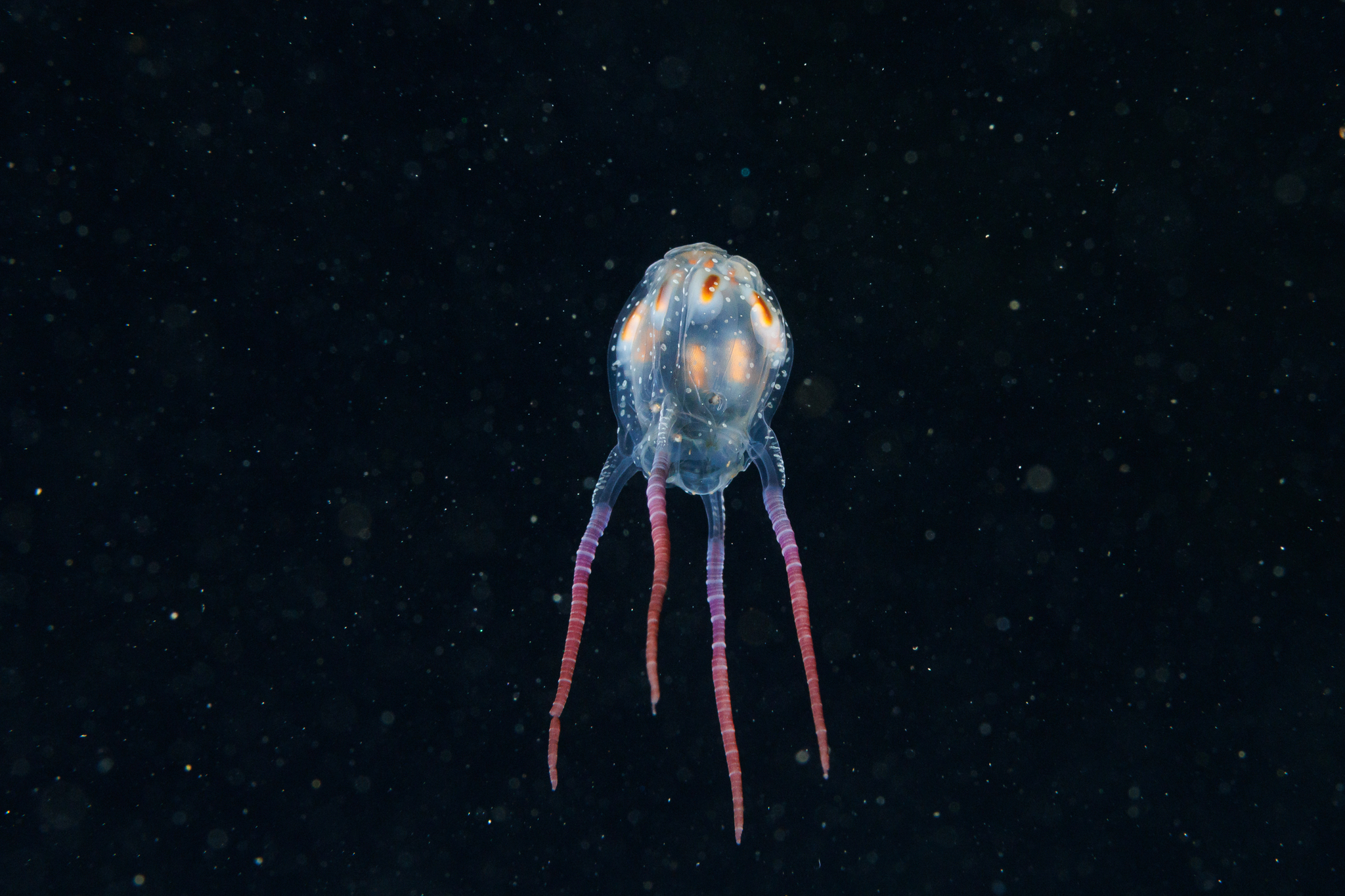 Copula sivickisi (Stiasny, 1926)