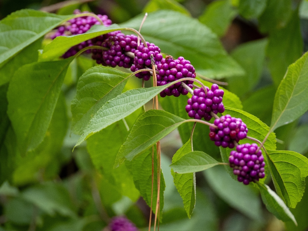 Callicarpa americana, Manteo, NC 27954, USA
