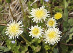 Taraxacum albidum
