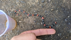 Micrurus lemniscatus