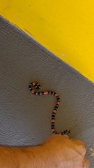 Micrurus lemniscatus