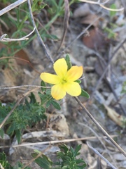Menodora