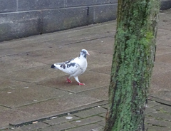 Columba livia domestica