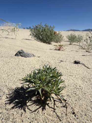 sand linanthus (Linanthus arenicola)