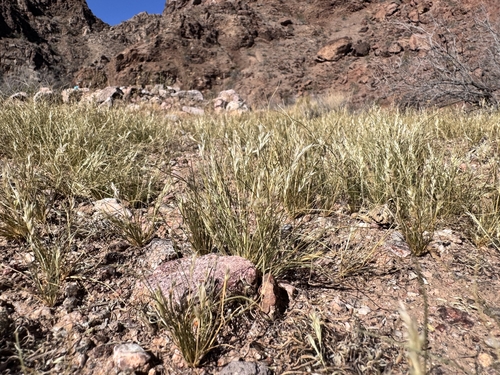 common Mediterranean grass (Schismus barbatus)