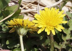 Taraxacum platycarpum longeappendiculatum
