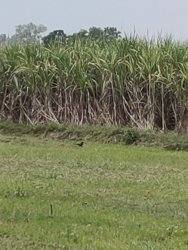 Greater Coucal