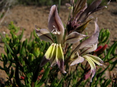 Gladiolus permeabilis
