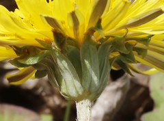 Taraxacum platycarpum longeappendiculatum