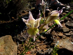 Gladiolus permeabilis