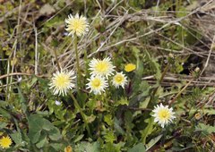 Taraxacum albidum