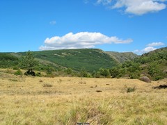 Adenocarpus complicatus