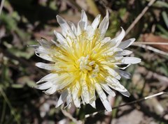 Taraxacum albidum