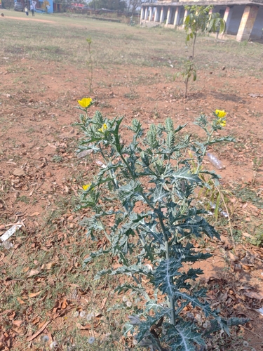 Mexican prickly poppy