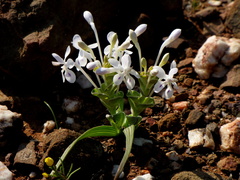 Lapeirousia pyramidalis
