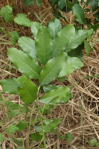 Thai caper (Capparis micracantha)
