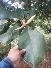 Magnolia sharpii, photograph (c) Juan Cruzado Cortés, some rights reserved (CC BY)
