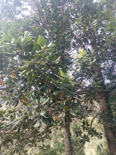 Magnolia sharpii, photograph 5