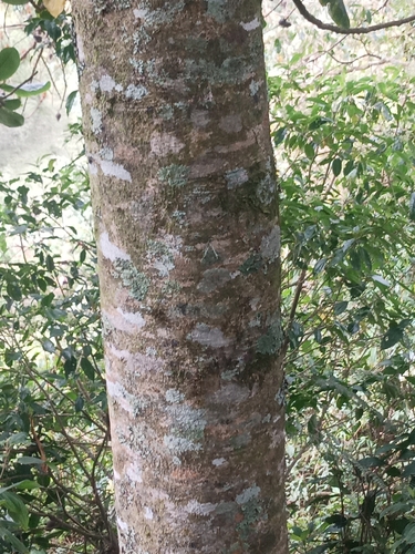 Magnolia sharpii, photograph 6