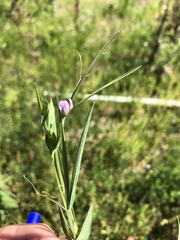 Lathyrus pusillus