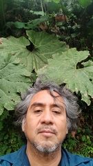 Gunnera mexicana, photograph (c) Juan Cruzado Cortés, some rights reserved (CC BY)