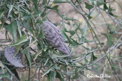 Araujia brachystephana