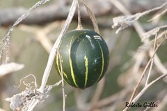 Cucurbita andreana