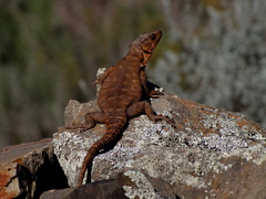 Karusasaurus polyzonus