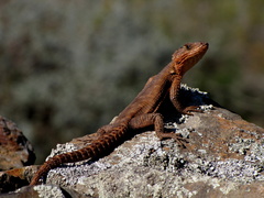 Karusasaurus polyzonus